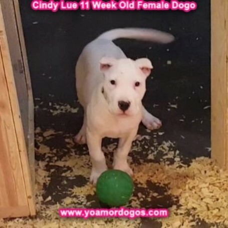Medium Photo #121 Dogo Argentino Puppy For Sale in PINEVILLE, MO, USA