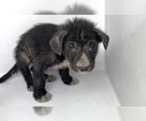 Labrador Retriever-Unknown Mix Dogs for adoption in Houston, TX, USA