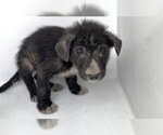 Small Labrador Retriever Mix