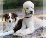 Small Photo #3 Aussiedoodle Puppy For Sale in WINTER HAVEN, FL, USA