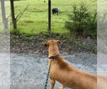 Small #14 Great Dane