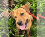Small #40 Chinese Shar-Pei-Labrador Retriever Mix