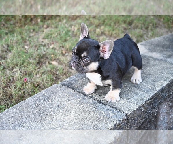 Medium Photo #4 French Bulldog Puppy For Sale in DECATUR, GA, USA