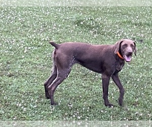 Mother of the German Shorthaired Pointer puppies born on 05/28/2025