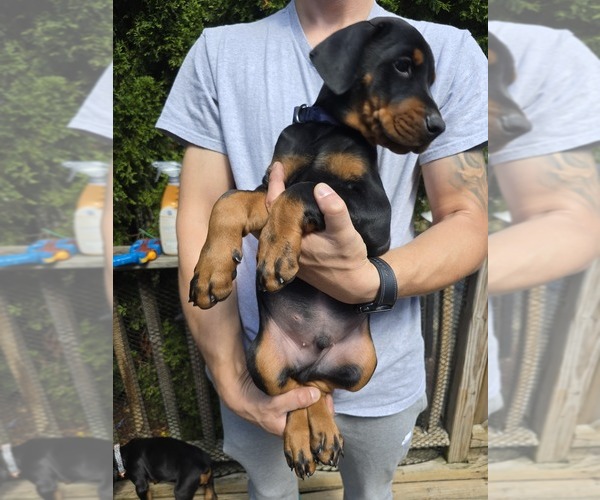 Medium Photo #2 Doberman Pinscher Puppy For Sale in WHEELING, IL, USA