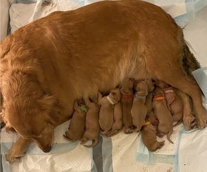 Mother of the Golden Retriever puppies born on 05/04/2022