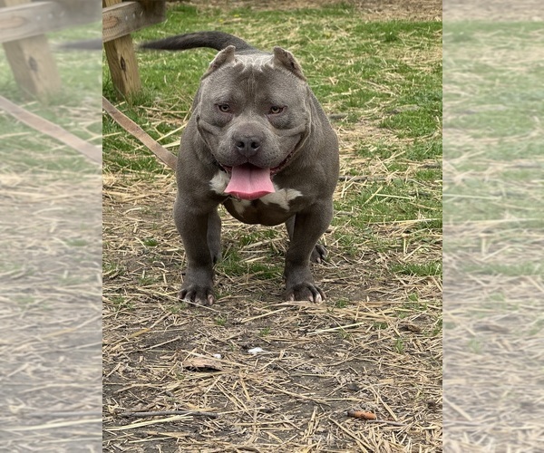 Medium Photo #1 American Bully Puppy For Sale in LOUISVILLE, KY, USA