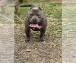 Small Photo #1 American Bully Puppy For Sale in LOUISVILLE, KY, USA