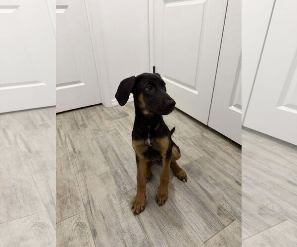Medium Photo #7 Doberman Pinscher-Unknown Mix Puppy For Sale in Buffalo, MN, USA