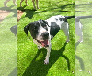 Boxer-Pointer Mix Dogs for adoption in Mooresville, NC, USA