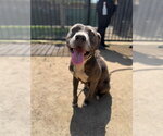 Small Mutt