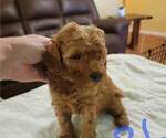 Small Photo #1 Poodle (Miniature) Puppy For Sale in SPRING HILL, FL, USA
