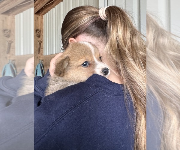 Medium Photo #5 Pembroke Welsh Corgi Puppy For Sale in VERMONTVILLE, MI, USA