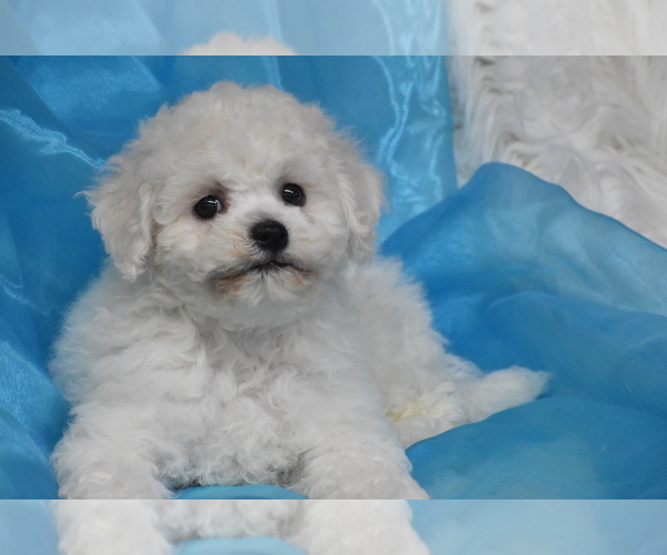 Medium Photo #4 Bichon Frise Puppy For Sale in ELDORADO, OH, USA