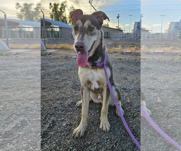 Medium Photo #2 Doberman Pinscher-Siberian Husky Mix Puppy For Sale in El Centro, CA, USA
