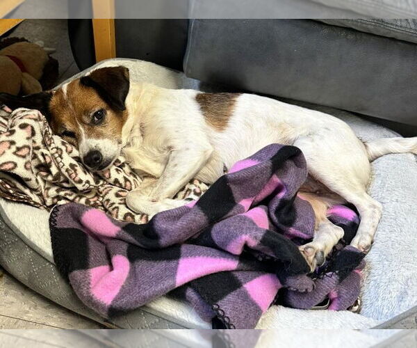 Medium Photo #6 Jack Russell Terrier-Unknown Mix Puppy For Sale in North Myrtle Beach, SC, USA