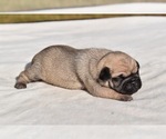 Small #5 Pug