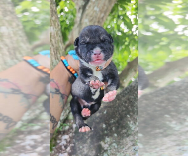 Medium Photo #1 Mutt Puppy For Sale in Oakland Park , FL, USA