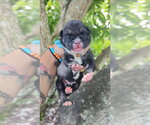 Fredo - Male Mutt Dog for Adoption - Small photo