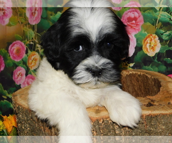 Medium Photo #4 Shih Tzu Puppy For Sale in HAMMOND, IN, USA
