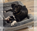 Small #3 Beagle-Pointer Mix