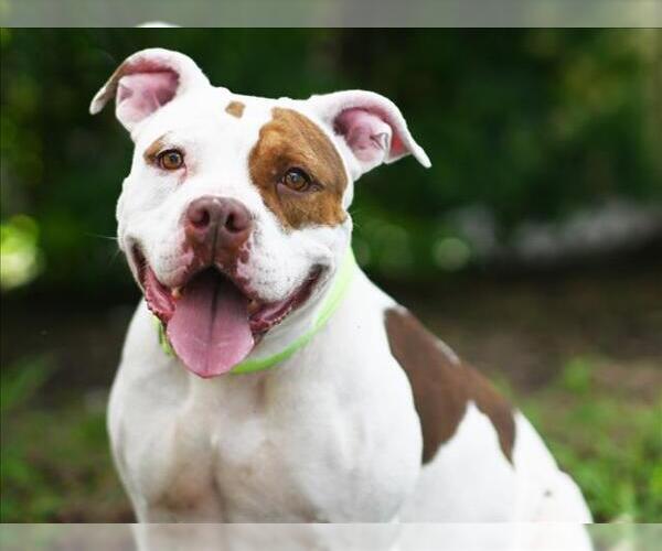 Medium Photo #3 American Bulldog-Unknown Mix Puppy For Sale in Tavares, FL, USA