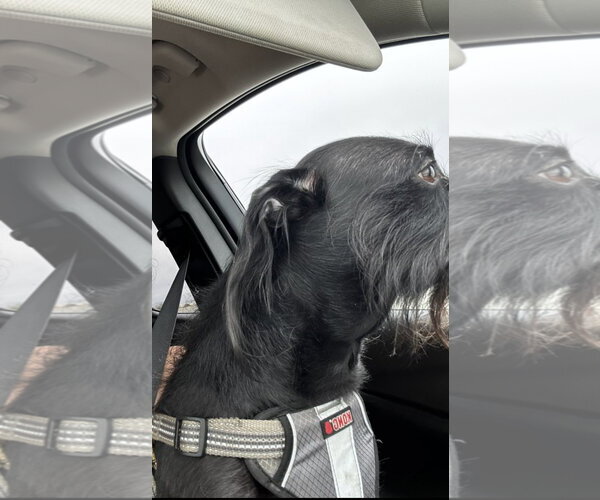 Medium Photo #7 Mutt Puppy For Sale in Escondido, CA, USA