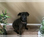 Small #7 Mutt