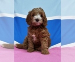 Small Photo #22 Cockapoo Puppy For Sale in ROCHESTER, MN, USA