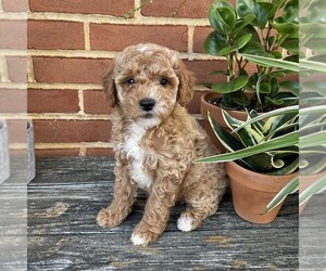 Goldendoodle (Miniature) Puppy for sale in LEOLA, PA, USA