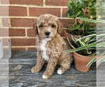 Small Goldendoodle (Miniature)