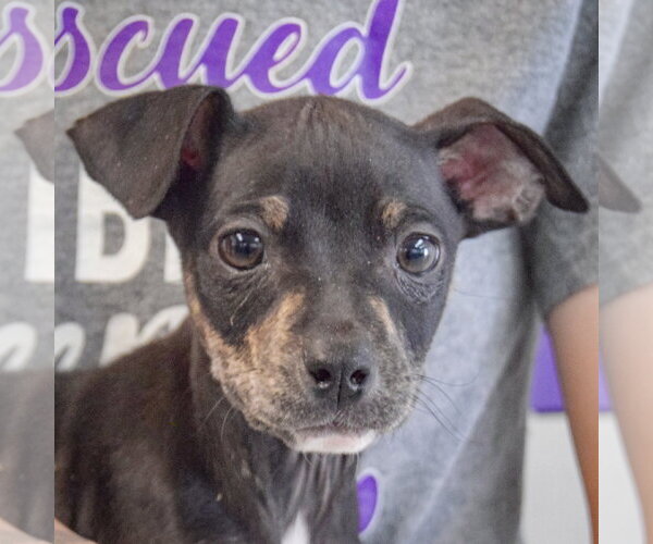 Medium Photo #6 Jack Russell Terrier-Unknown Mix Puppy For Sale in Huntley, IL, USA