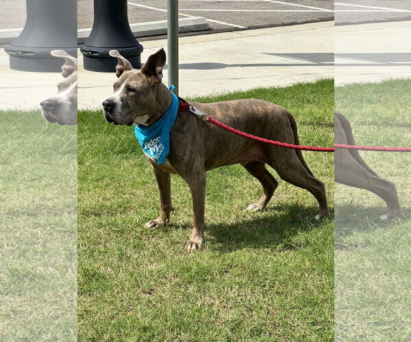 Medium Photo #4 American Pit Bull Terrier-Great Dane Mix Puppy For Sale in Munford, TN, USA