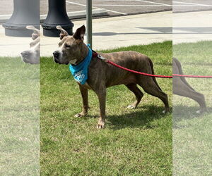 Taz - Male Great Dane-Unknown Mix Dog for Adoption - Photo #4
