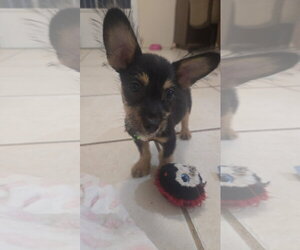 Chihuahua-Unknown Mix Dogs for adoption in Virginia Beach, VA, USA