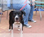 Small #5 Staffordshire Bull Terrier Mix