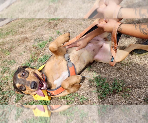 Medium Photo #8 Mutt Puppy For Sale in Brooklyn Center, MN, USA