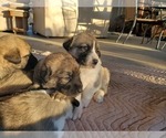 Small Photo #21 Anatolian Shepherd Puppy For Sale in COMMERCE, TX, USA