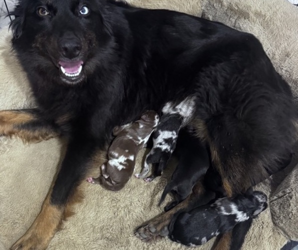 Medium Photo #1 Australian Shepherd Puppy For Sale in CHRISTIANA, TN, USA