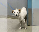 Small Mutt
