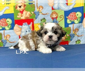 Mal-Shi Puppy for sale in WINNSBORO, LA, USA