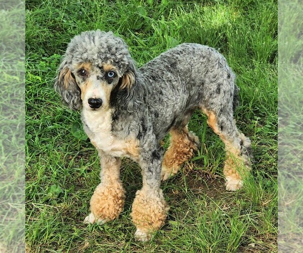 Full screen Photo #1 Bernedoodle Puppy For Sale in DALTON, OH, USA