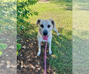 Biscuit - Male Labrador Retriever-Unknown Mix Dog for Adoption - Photo #3