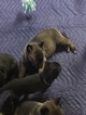 Small Photo #6 Belgian Malinois-Dutch Shepherd Dog Mix Puppy For Sale in BRIGHTON, TN, USA
