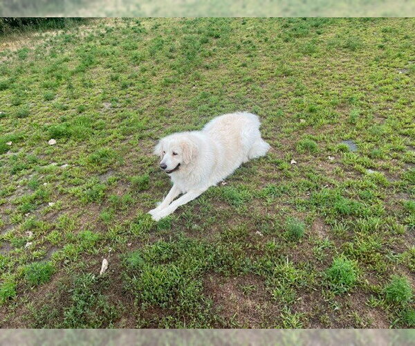 Medium Photo #7 Great Pyrenees Puppy For Sale in Spring, TX, USA