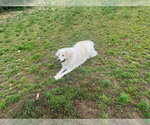 Small #6 Great Pyrenees