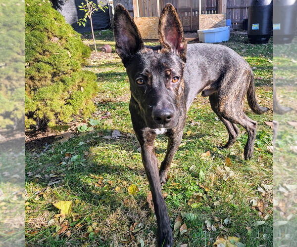 Medium Photo #3 Holland Shepherd-Unknown Mix Puppy For Sale in Imlay City, MI, USA