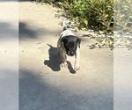 Small #8 German Shorthaired Pointer