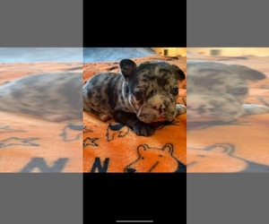 French Bulldog Puppy for sale in SPOTSYLVANIA, VA, USA