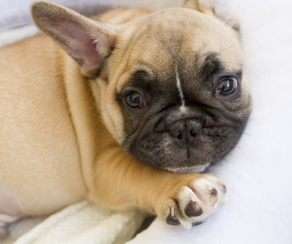 Medium Photo #3 French Bulldog Puppy For Sale in GLEN ALLEN, VA, USA
